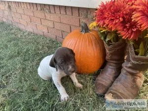 German Short Haired Pointer Pups for Sale
