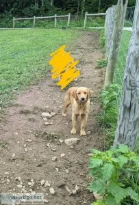 Golden retriever