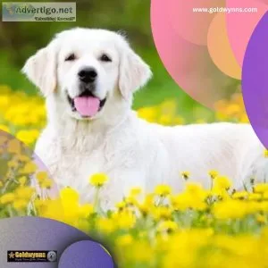 Searching for certified English Golden Retriever breeders Look n