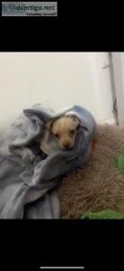 Chihuahua puppy