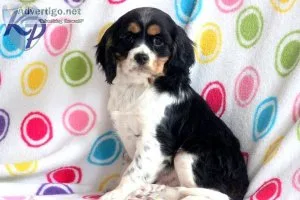 Adorable Cockalier puppies available