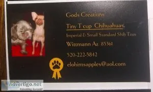Iso Female Chihuahua