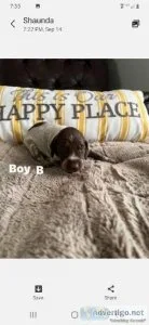 Akc gsp