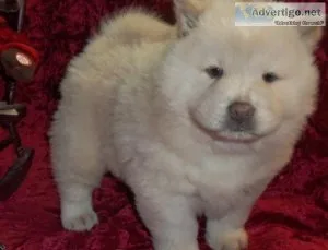 Healthy Chow Chow puppies available.