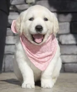 100% Purebred Golden retriever puppy