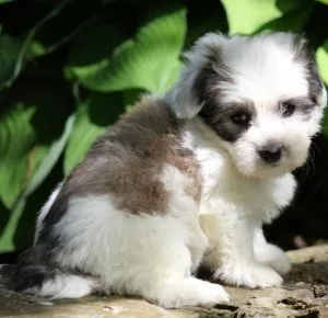 CKC Coton De Tulear puppies for sale.