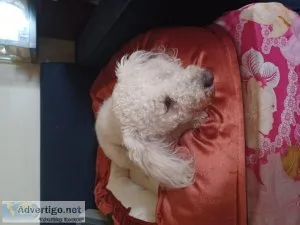 A year old Mini Poodle white Male