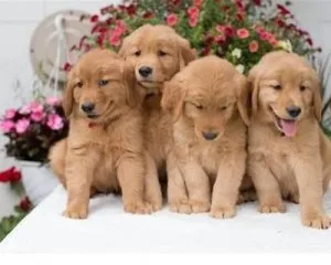 Golden retriever pups (701) &gt 428-1293