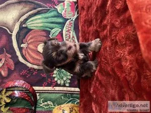Chocolate Yorkie puppies
