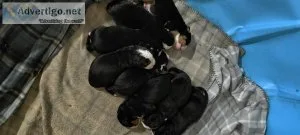 Bernese Mt Puppies