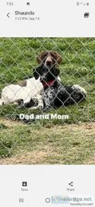 Gsp puppies