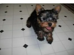 (FREE) X-MASS YORKSHIRE TERRIER PUPPIES FOR NEW FAMILY HOME ADOP