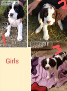 For Sale English Springer Spaniel puppies  AKC
