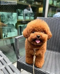 Poodle puppies (Toy) (Miami)