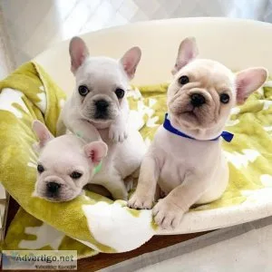 AKC French Bulldog puppies ready now