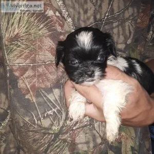 Shih-Tzu pups