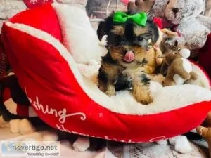 lovely teacup yorkie puppies for adoption