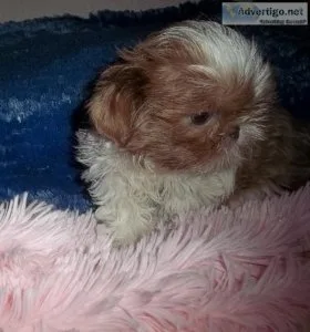 Shih Tzu Puppies Imperial