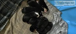 Bernese Mt Puppies