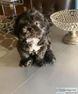 Shih tuz