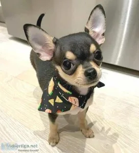 Tiny chihuahua puppies available