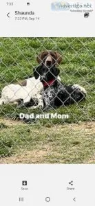 Ack gsp puppies