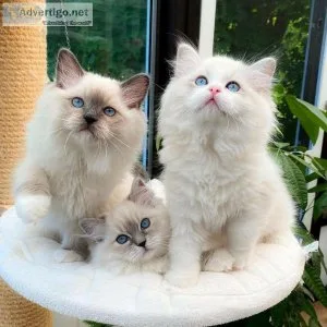 purebred Ragdoll cats