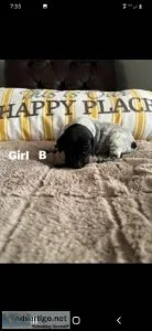 Akc gsp puppies