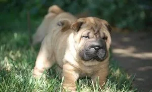 Home raised Chinese Shar-Pei puppies available