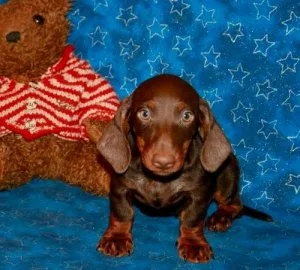 Male and female Dachshund puppies
