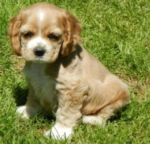 Home raised Cocker Spaniel puppies