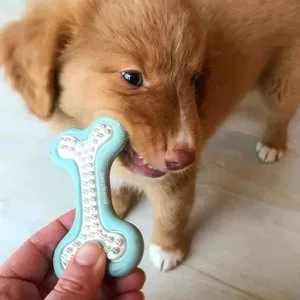 Puppy Dog Playing Toys Available Online At Pets Villa