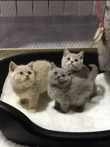 British Shorthair Kittens