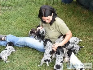 New Litter of German Shorthaired Pointer puppies available