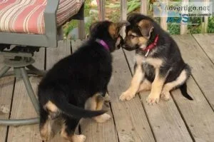 German Shepherd Puppies