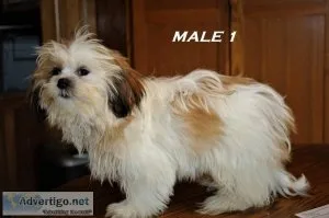 Sweet and Sassy Shih Tzu Puppies