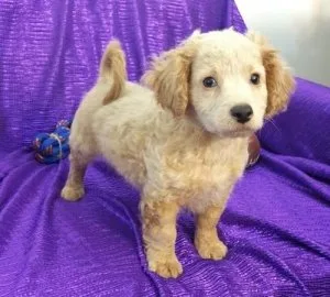 Well Socialized Cavapoo Puppies.