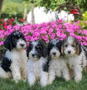 Adorable Bernesedoodle Puppies
