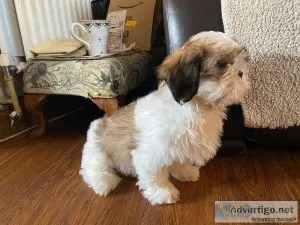 Shihtzu are absolutely gorgeous