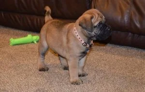 Healthy Bullmastiff puppies for sale.