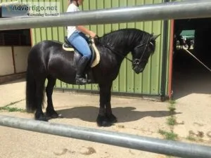 14hh fell pony looking for home as companion.