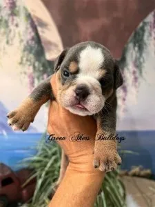 English Bulldog F AKC Blue Tri genetic CLEAR
