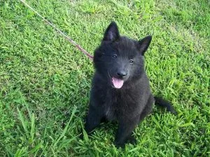 Well socialized Belgian Shepherd puppies