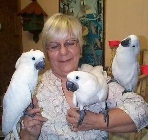 Babies Cockatoos Ready