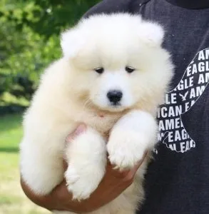 Well socialized Samoyed puppies