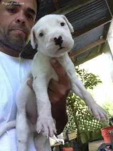 Perfect Dogo Argentino Puppies For Lovely Homes