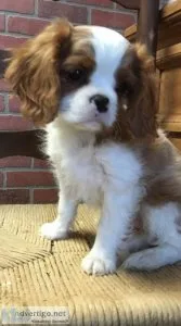 Home raised Cavalier King Charles Spaniel puppies
