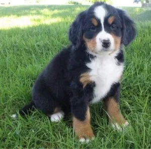 Home raised Bernese Mountain Dog puppies