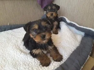Two Yorkie Boy and Girl Available
