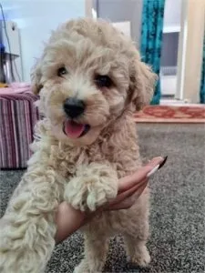 Toy Poodle Puppies for sale.
